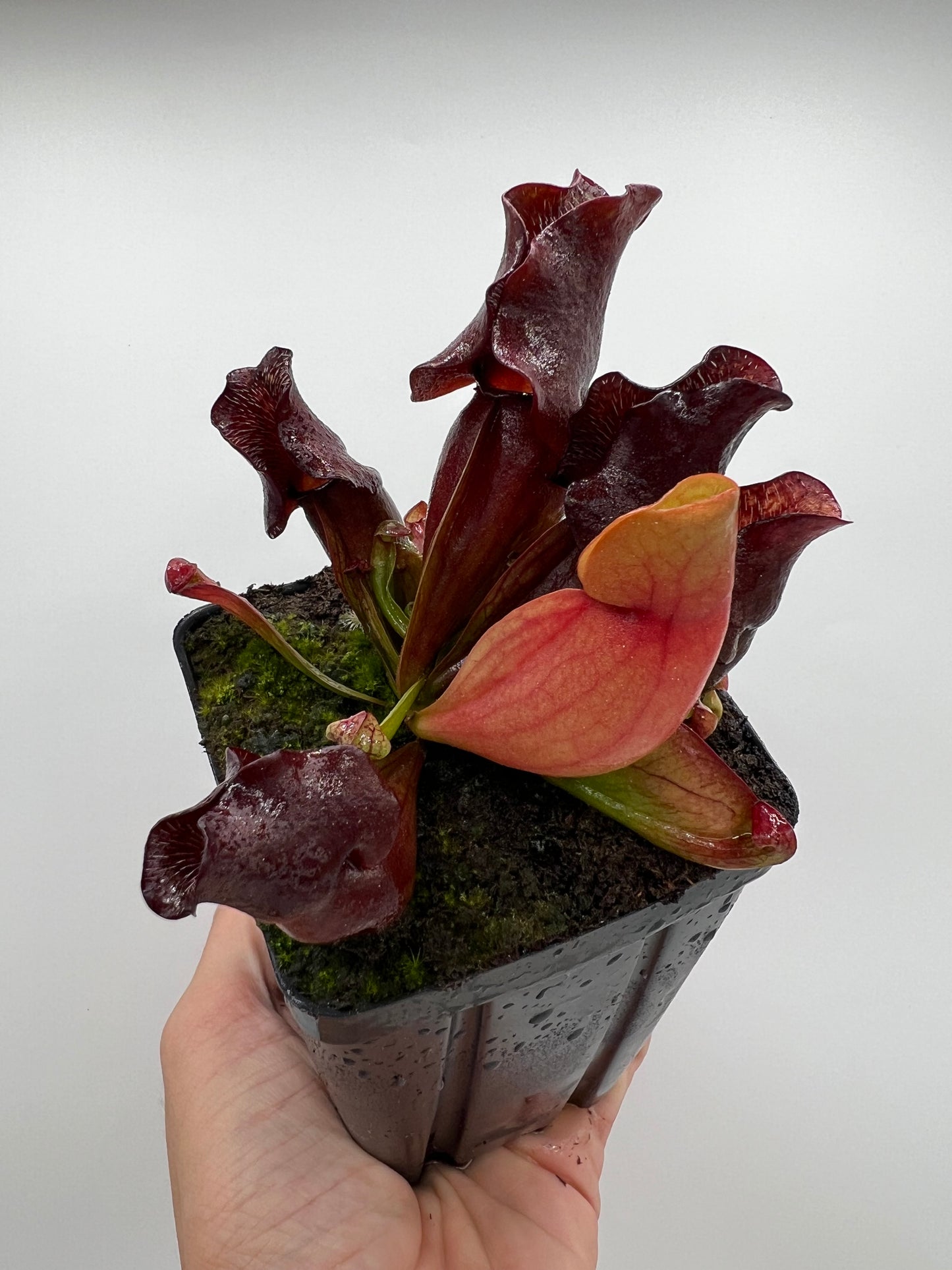 Sarracenia purpurea ssp. venosa (Brunswick Co, NC x Carteret Co, NC)  - Seed Grown #2