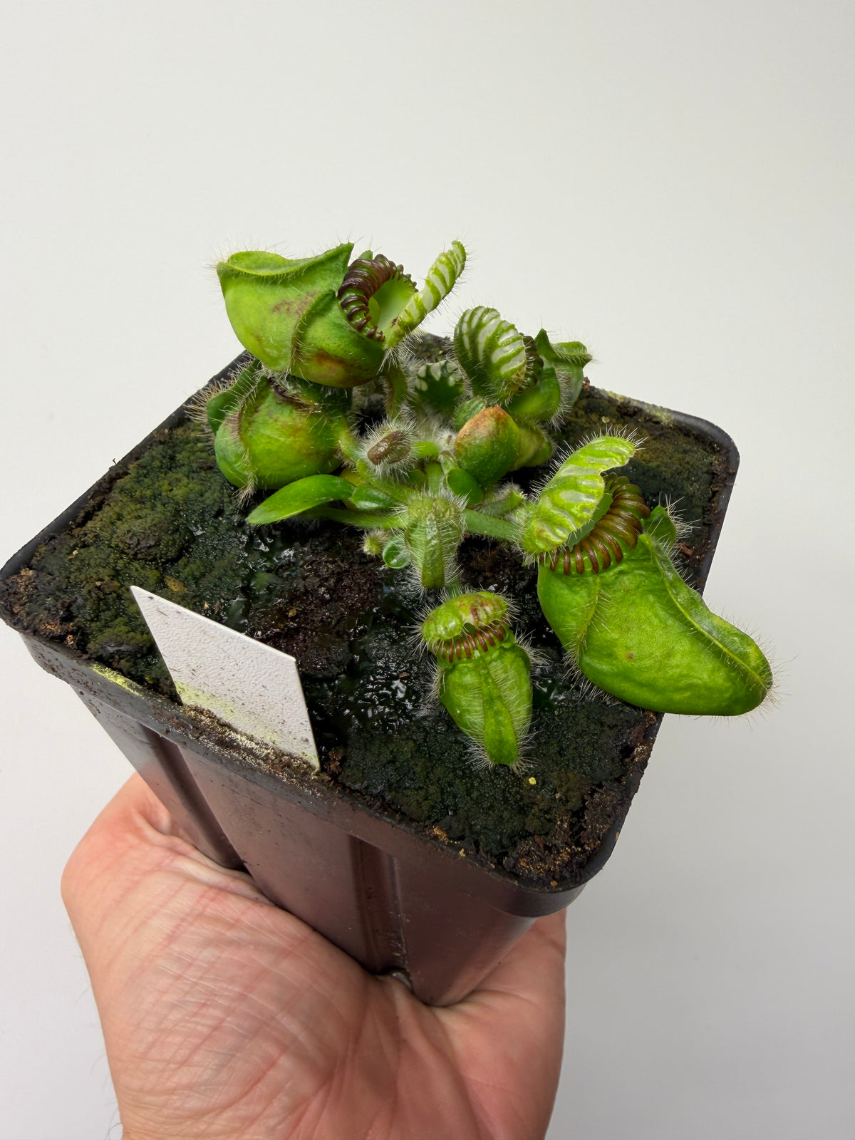Cephalotus follicularis “Broke Inlet” #8