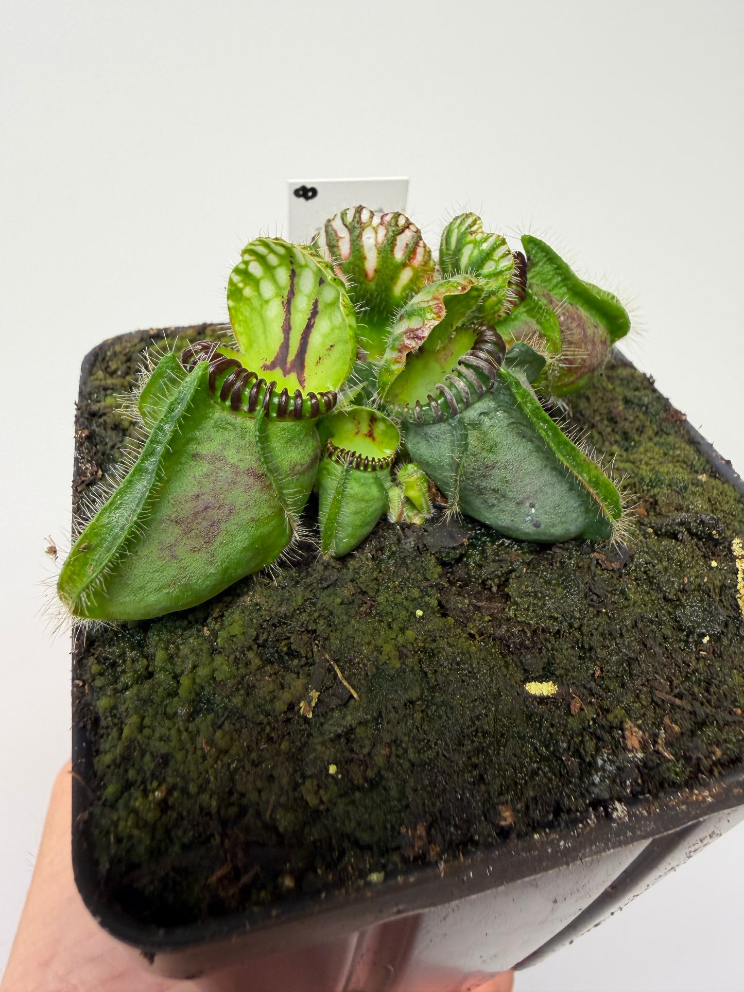 Cephalotus follicularis “Broke Inlet” (8)