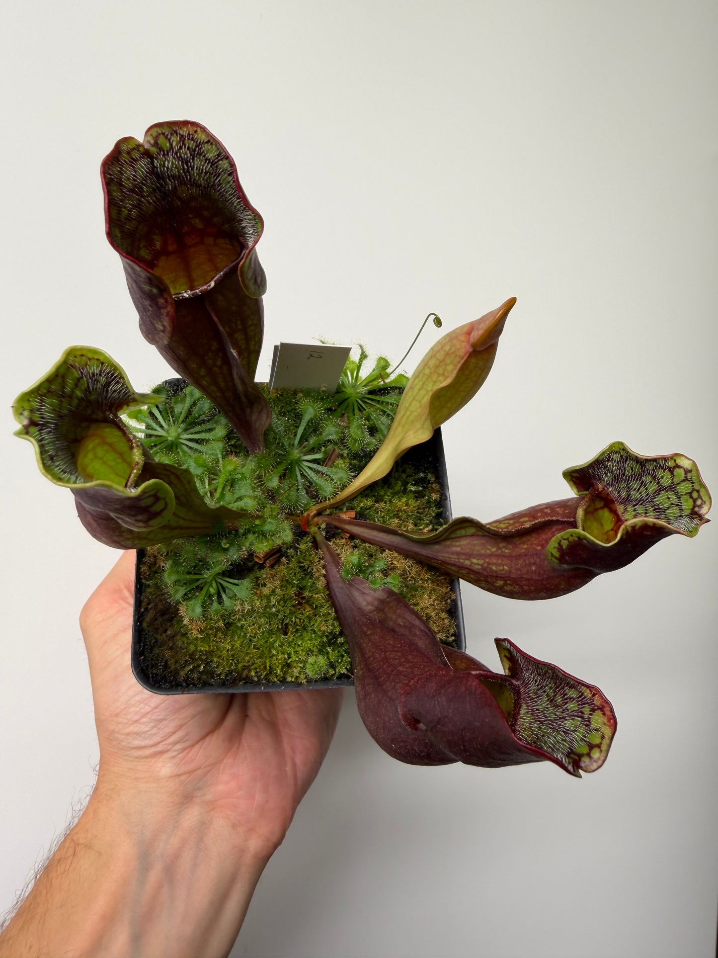 Sarracenia purpurea ssp. purpurea (Pike County, PA) - Seed Grown #12