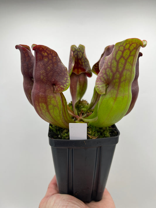Sarracenia purpurea ssp. purpurea (Centre Co, PA) - Seed Grown #99