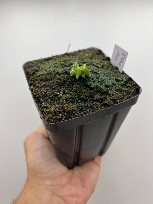 Cephalotus follicularis “Diflora giant”