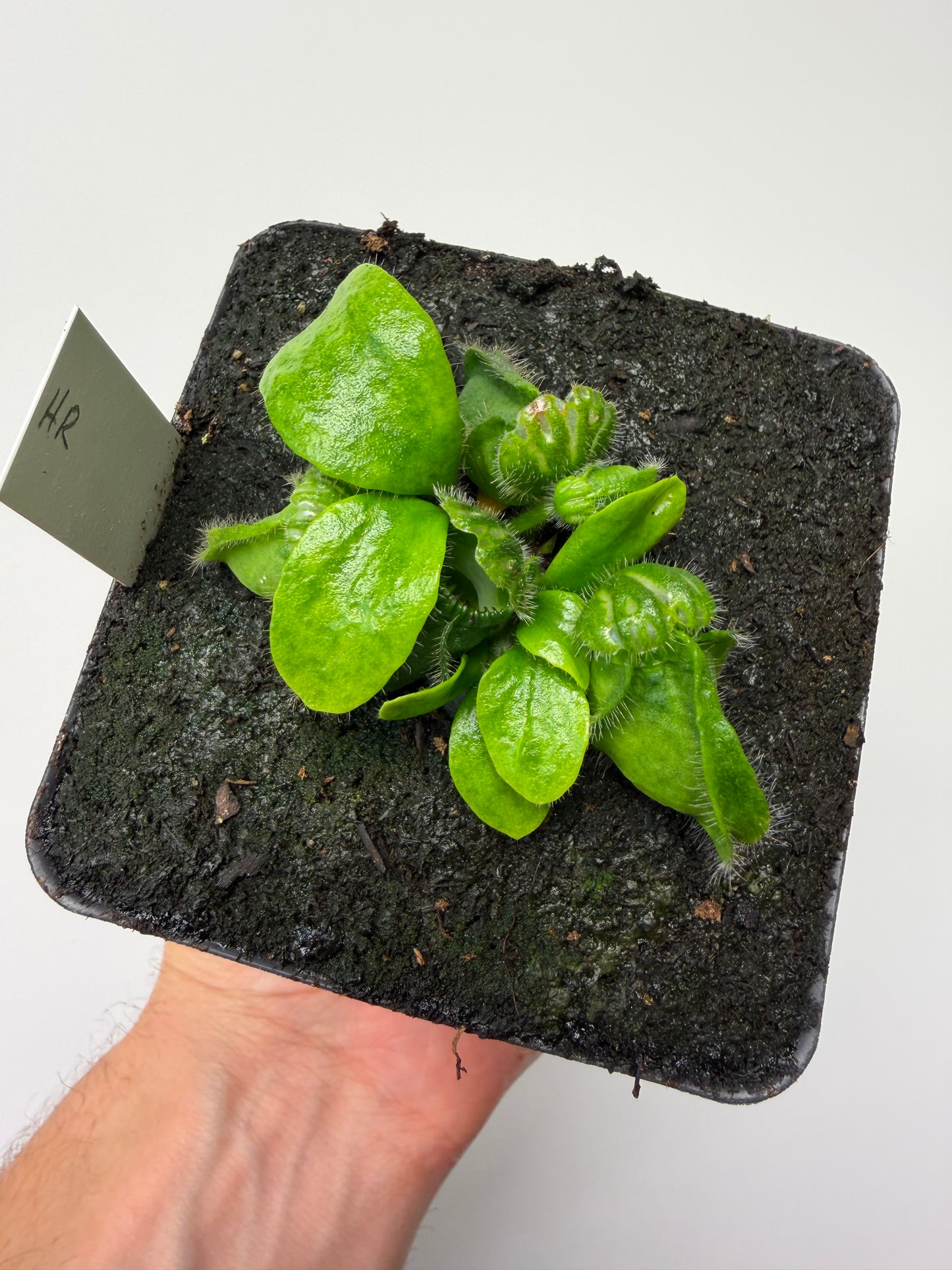 Cephalotus follicularis “Hampshire Red”
