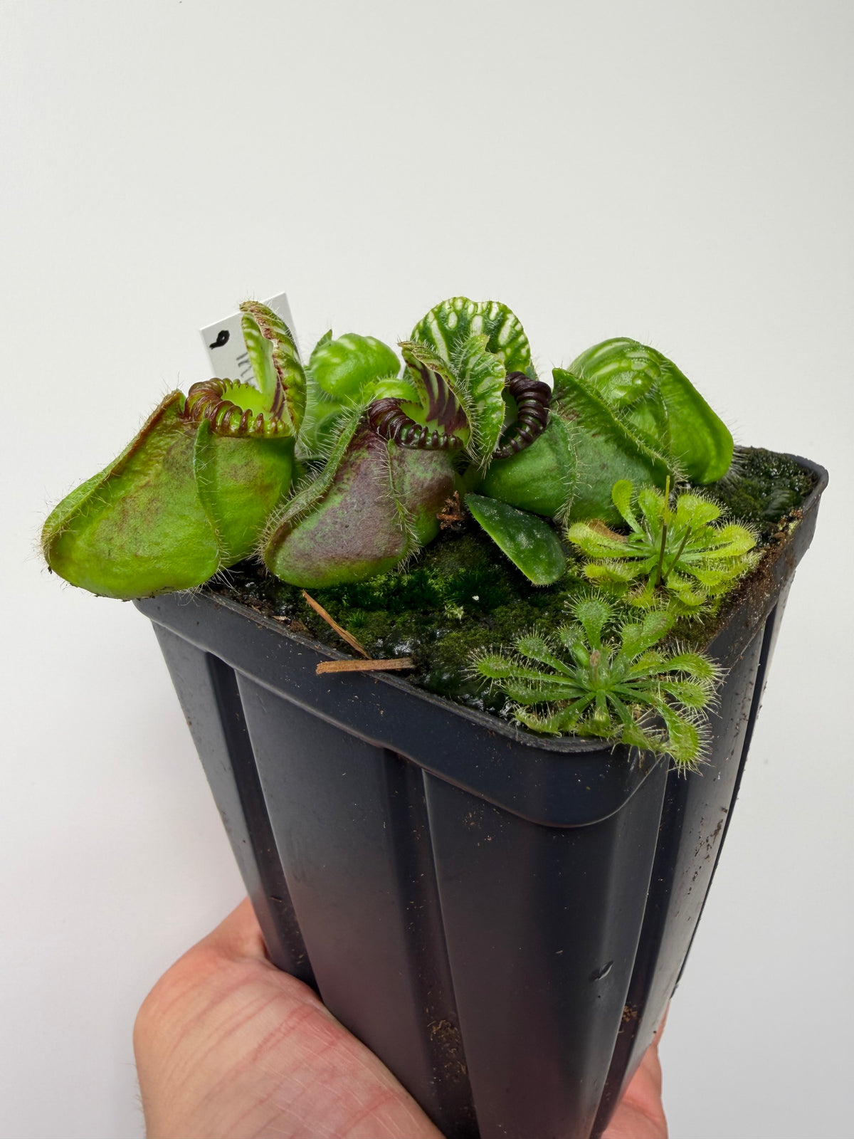 Cephalotus follicularis “Broke Inlet” (9)