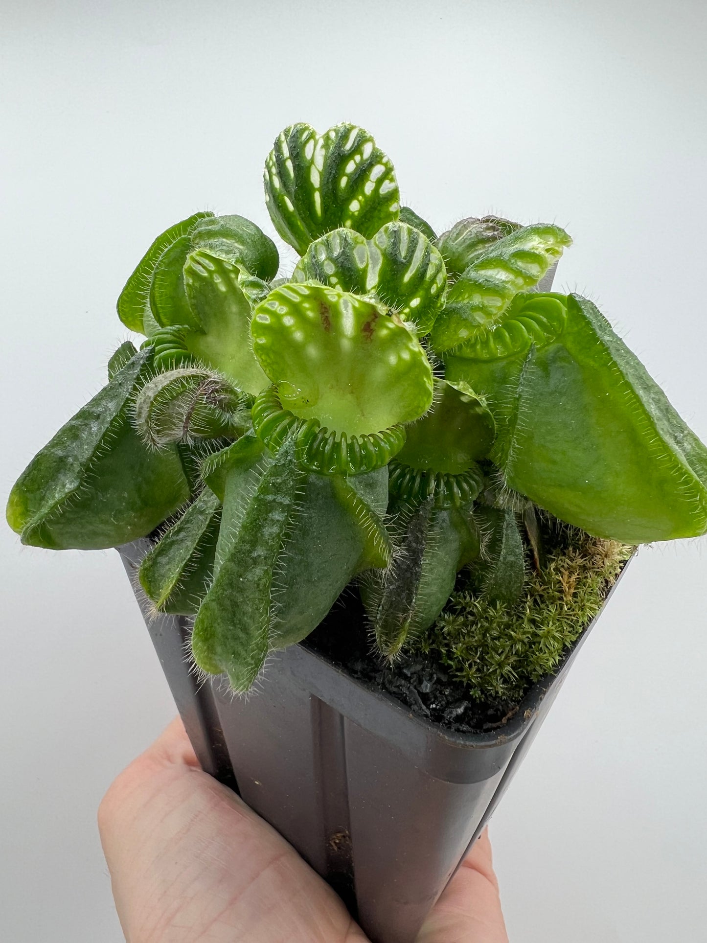 Cephalotus follicularis “Brewers Giant”