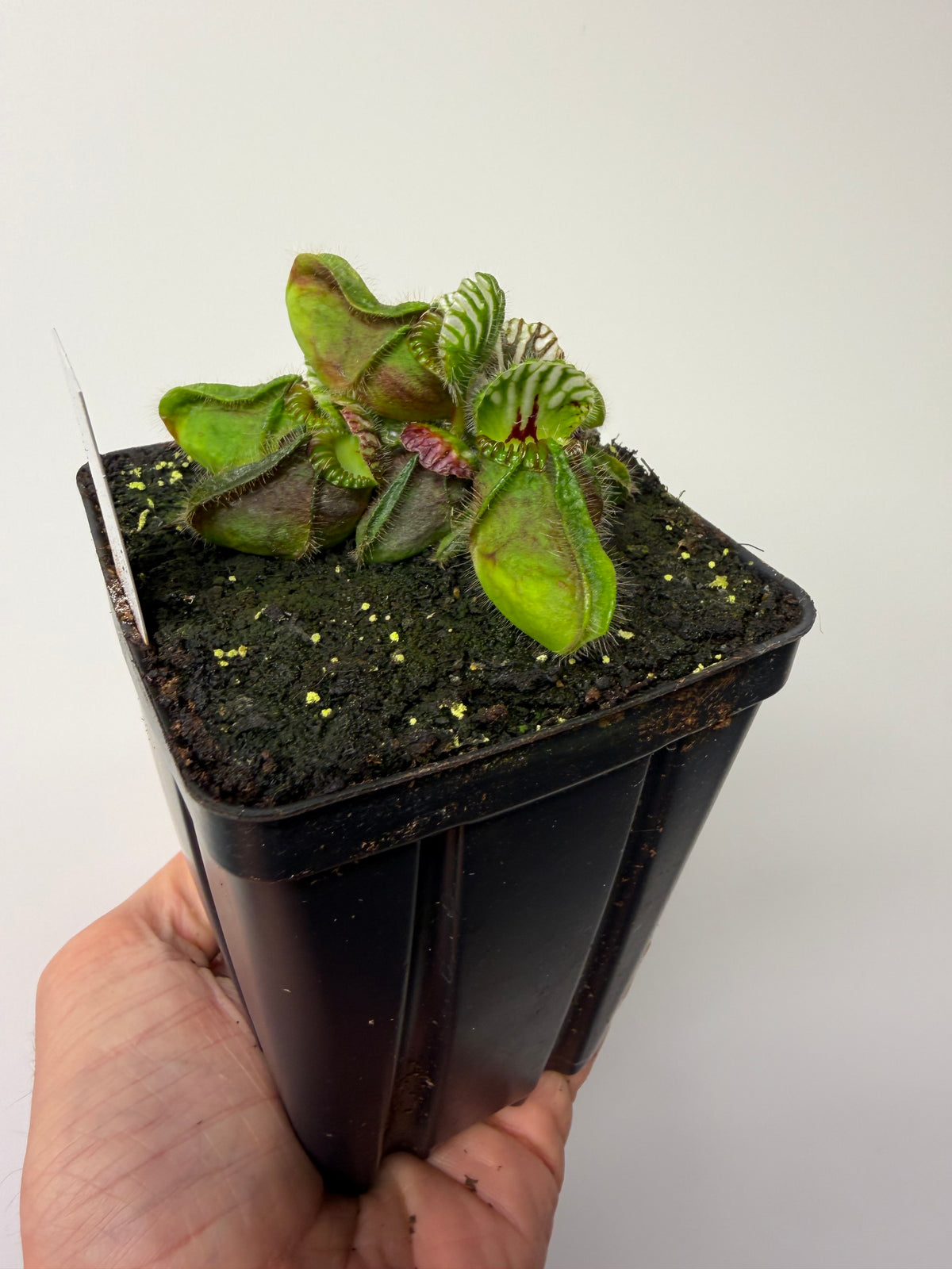Cephalotus follicularis “Dr. Eberhard König” #5
