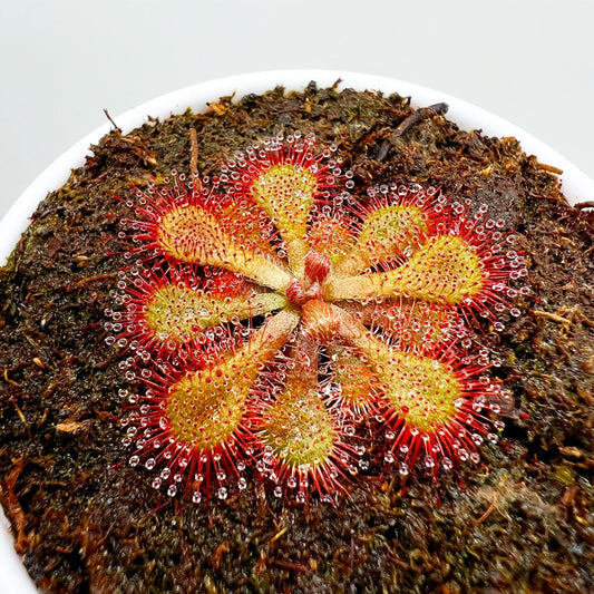 Drosera natalensis - Potted