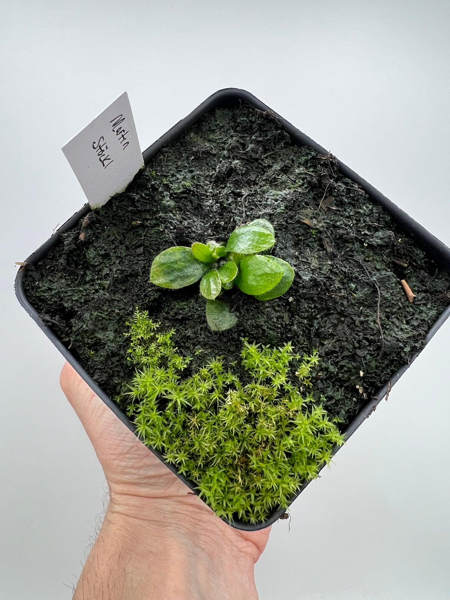 Cephalotus follicularis “Martin Stöckl”