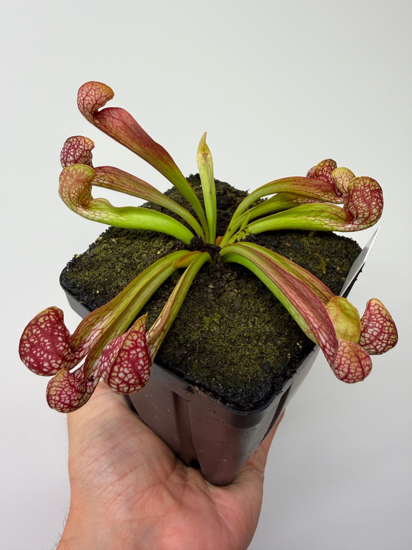 Sarracenia psittacina - “Turkey Hen Creek” - Seed Grown (9)