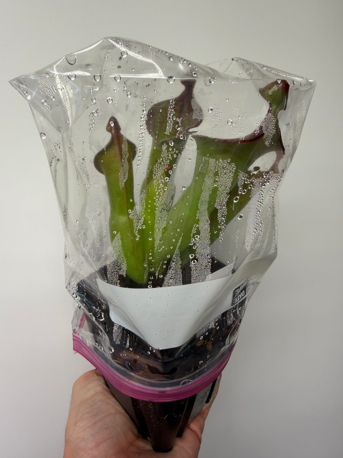 Heliamphora (tatei x folliculata) x macdonaldae #10 52624 SGLC - Potted Division