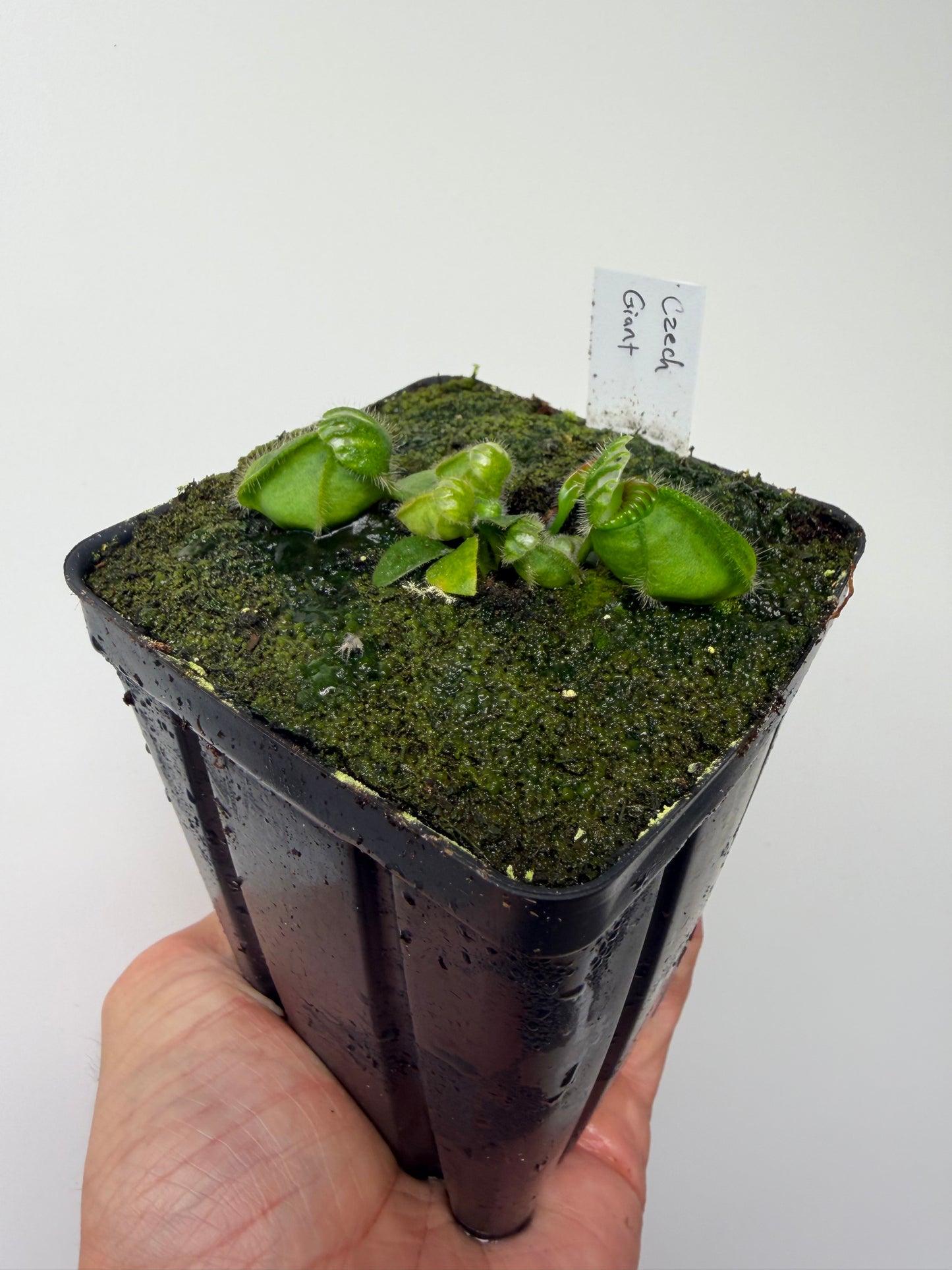 Cephalotus follicularis “Czech Giant”