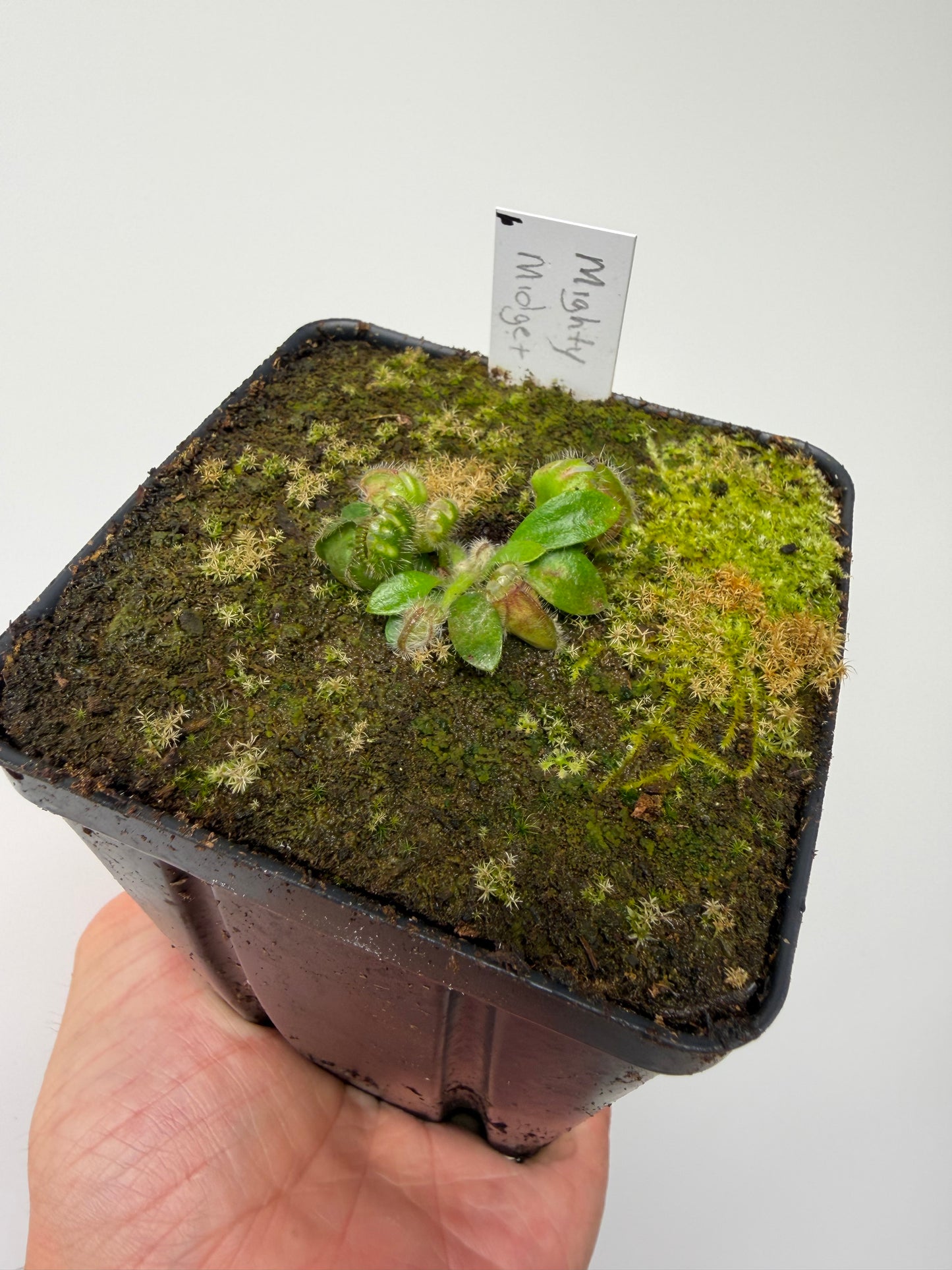 Cephalotus follicularis “Mighty Midget” - *Rare* (6)