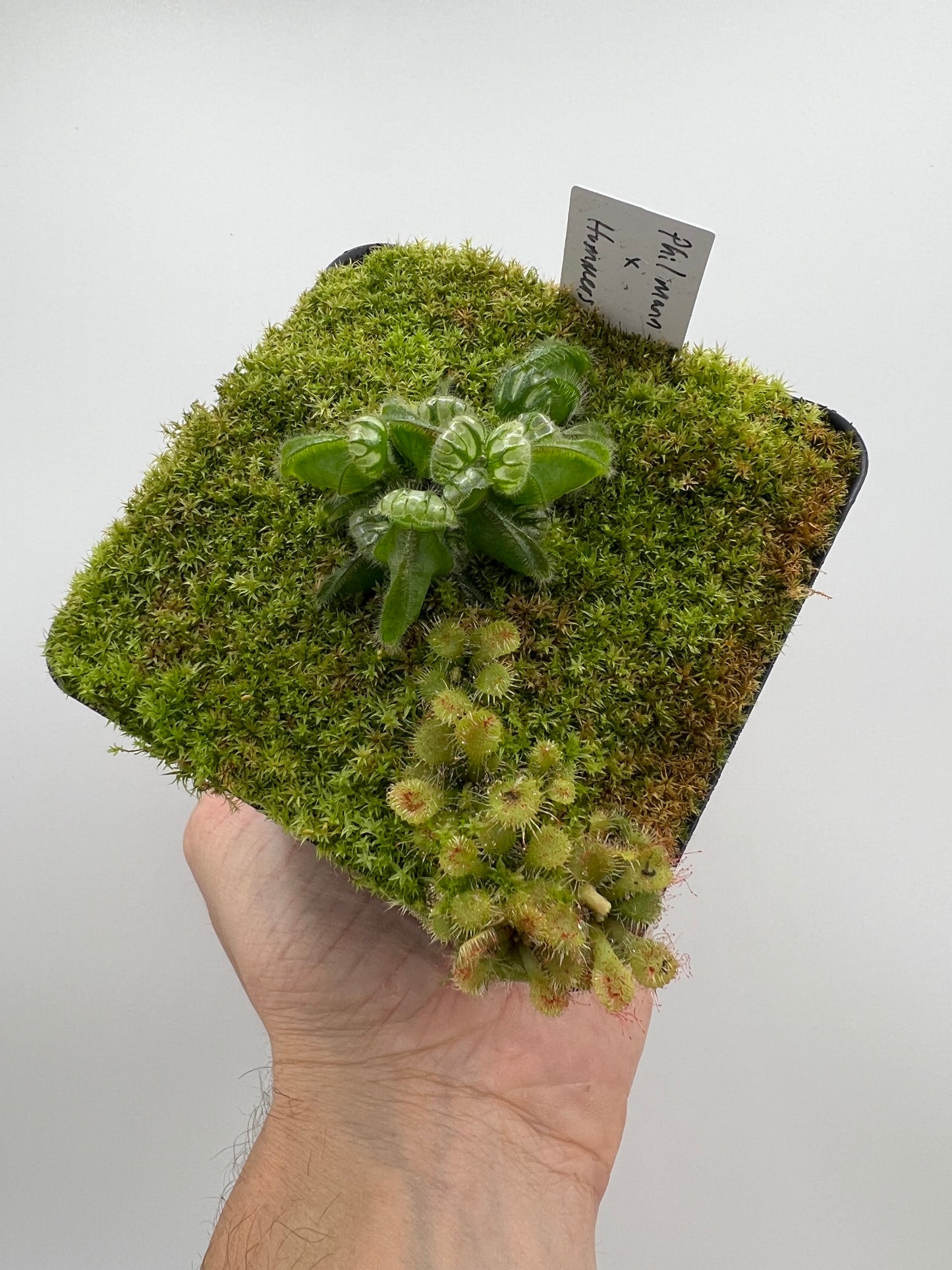 Cephalotus follicularis “Phil Mann” x “Hummers Giant”