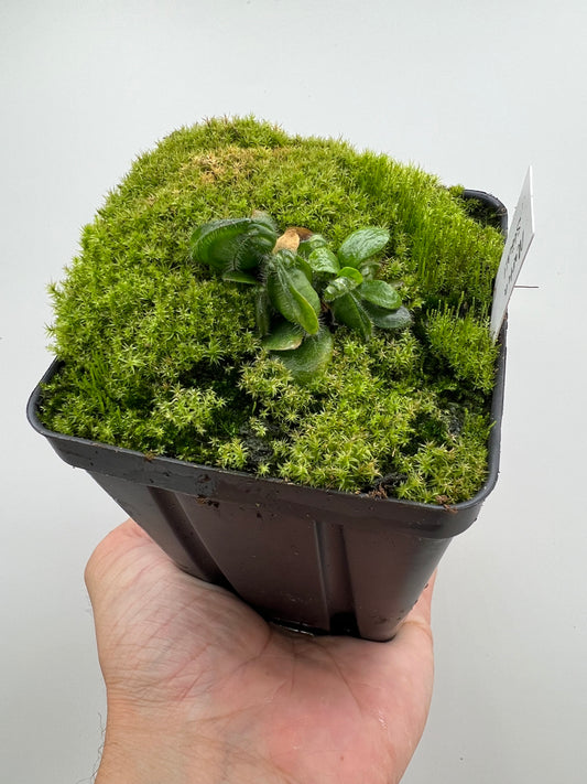 Cephalotus follicularis “Martin Stöckl”