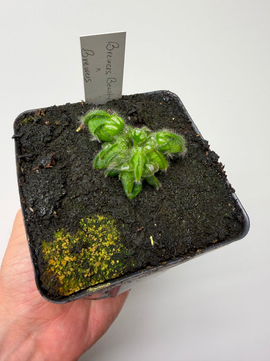 Cephalotus follicularis “Brewers Beauty” x “Brewers”