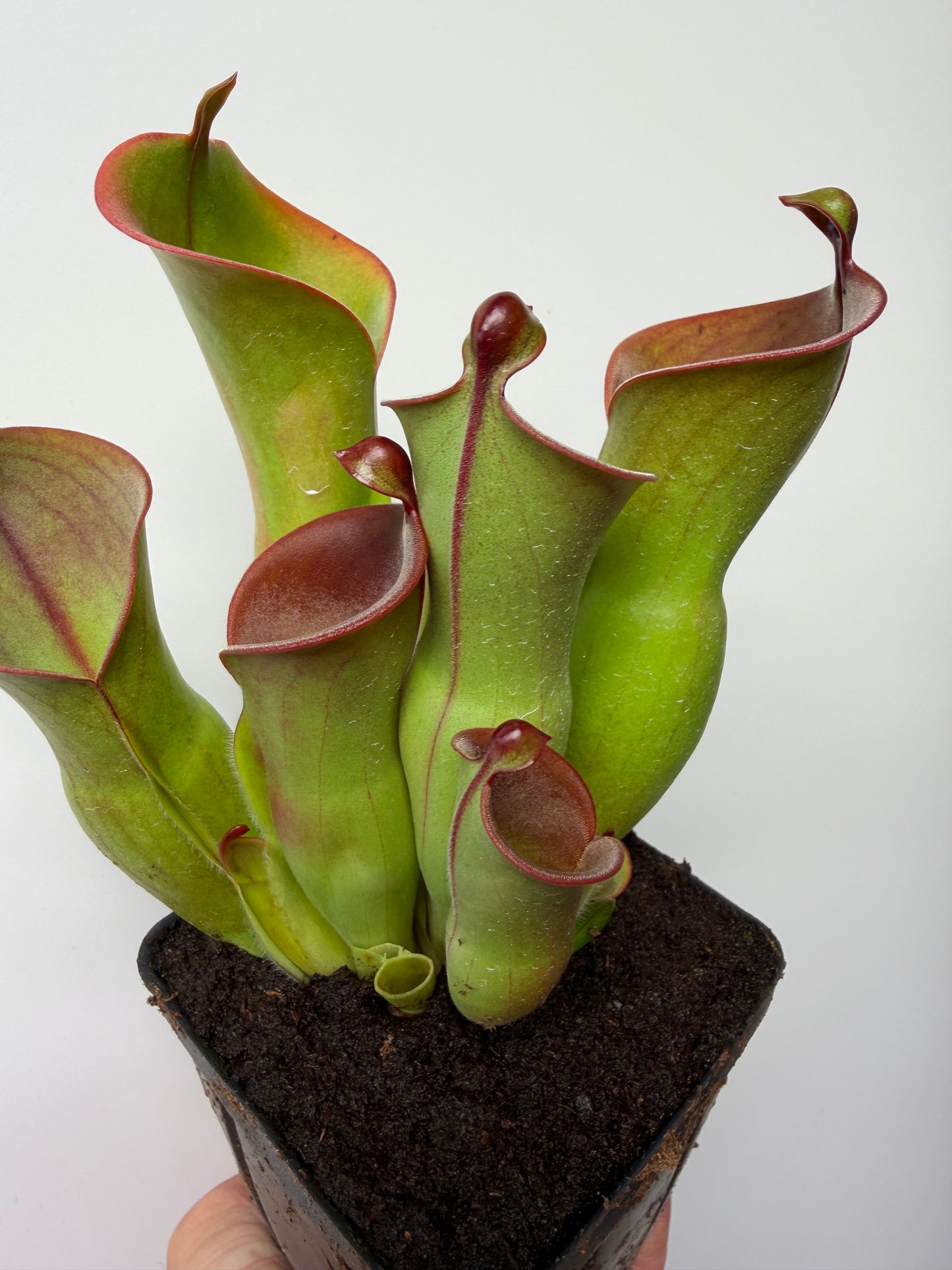 Heliamphora heterodoxa x minor