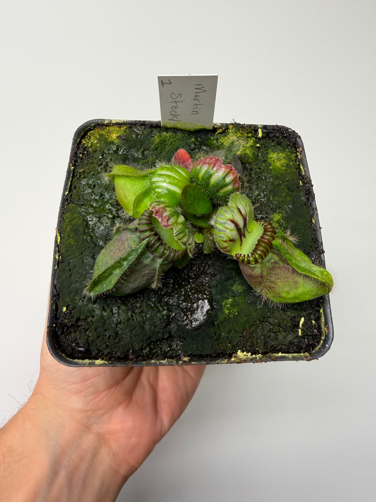 Cephalotus follicularis “Martin Stöckl” #1