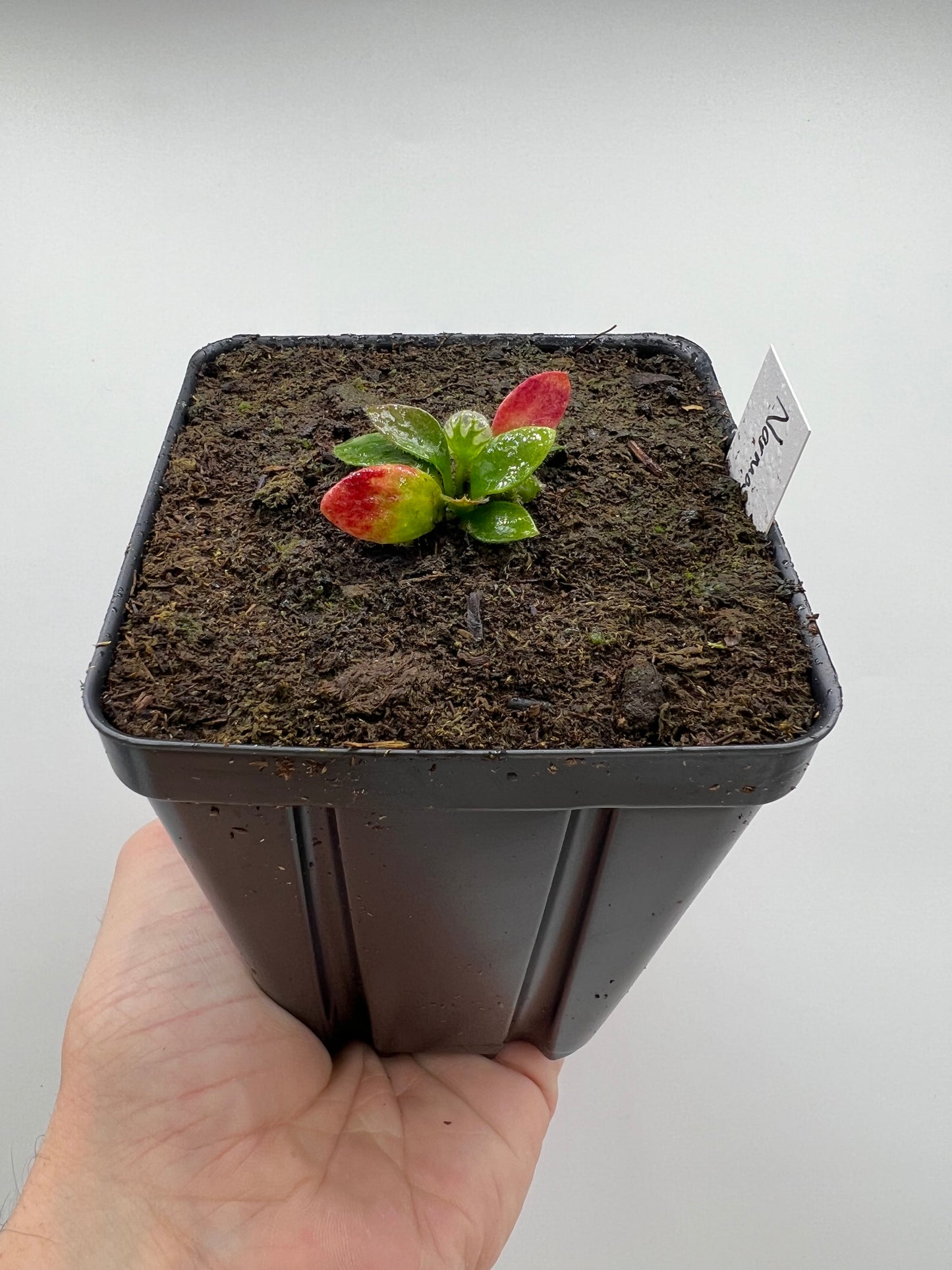 Cephalotus follicularis “Norma”