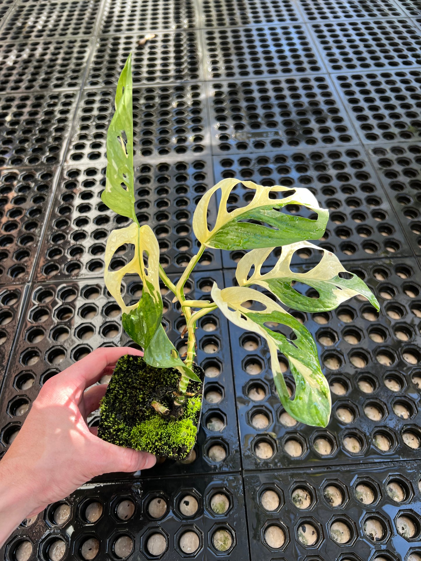 Monstera adansonii “Tricolor” LC
