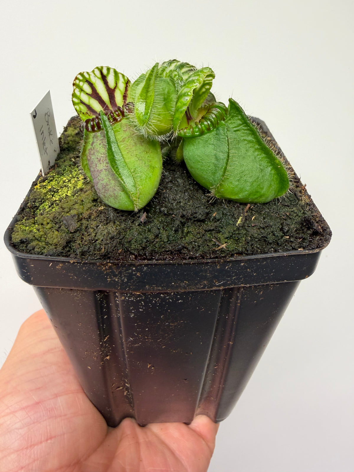 Cephalotus follicularis “Broke Inlet” (7)