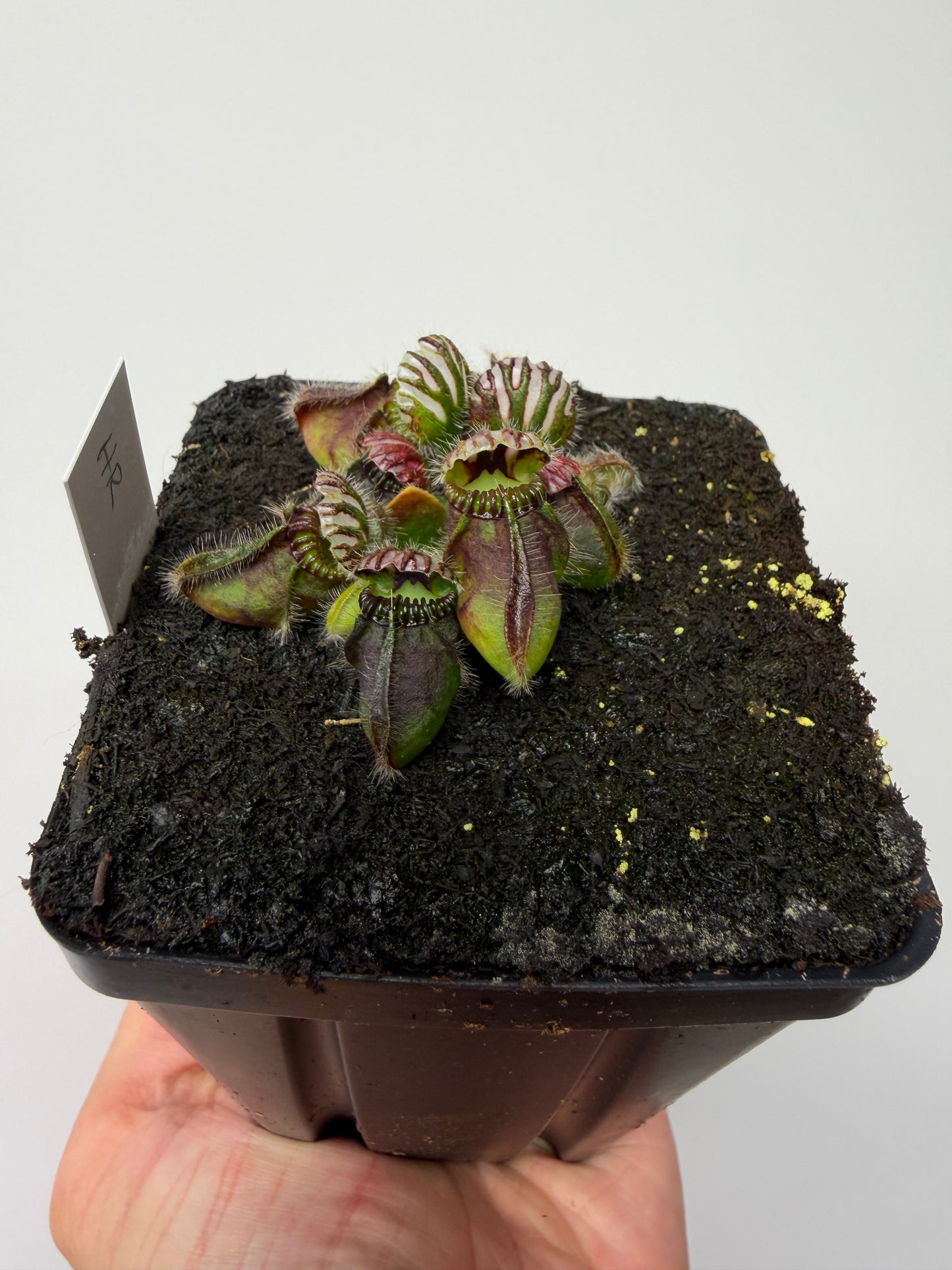 Cephalotus follicularis “Hampshire Red”