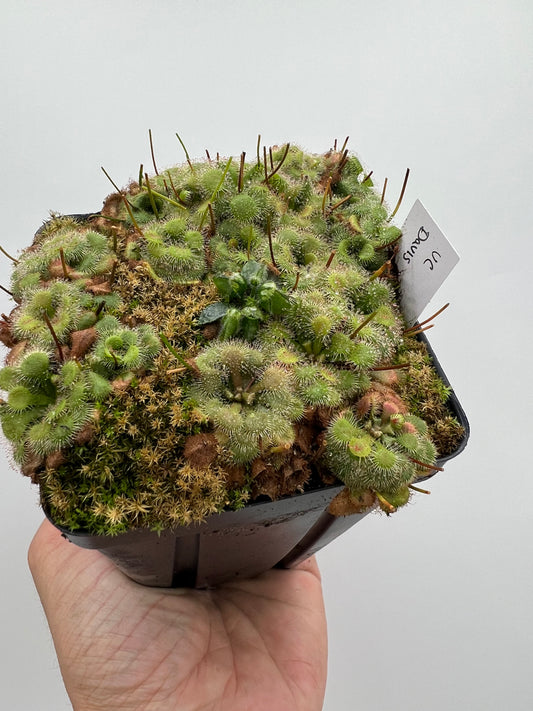 Cephalotus follicularis “UC Davis”