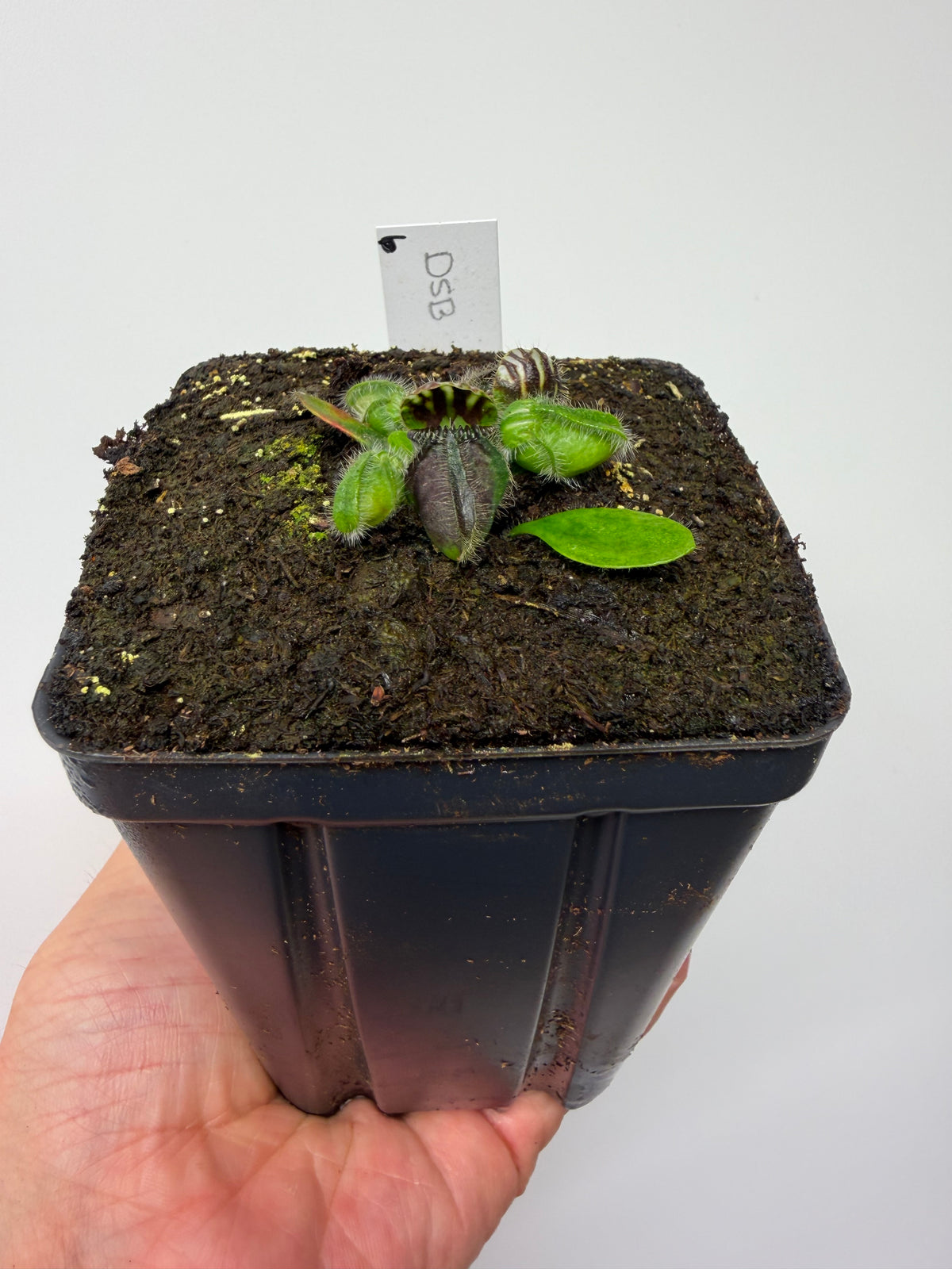 Cephalotus follicularis “David Švarc Black” - *Rare* (6)