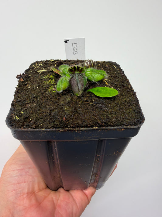 Cephalotus follicularis “David Švarc Black” - *Rare* (6)