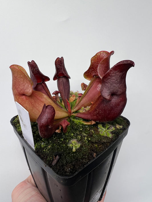 Sarracenia purpurea ssp. venosa (Brunswick Co, NC x Carteret Co, NC)  - Seed Grown #8