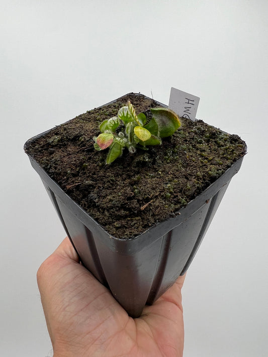 Cephalotus follicularis “Harald Weiner Giant” (aka True Giant)