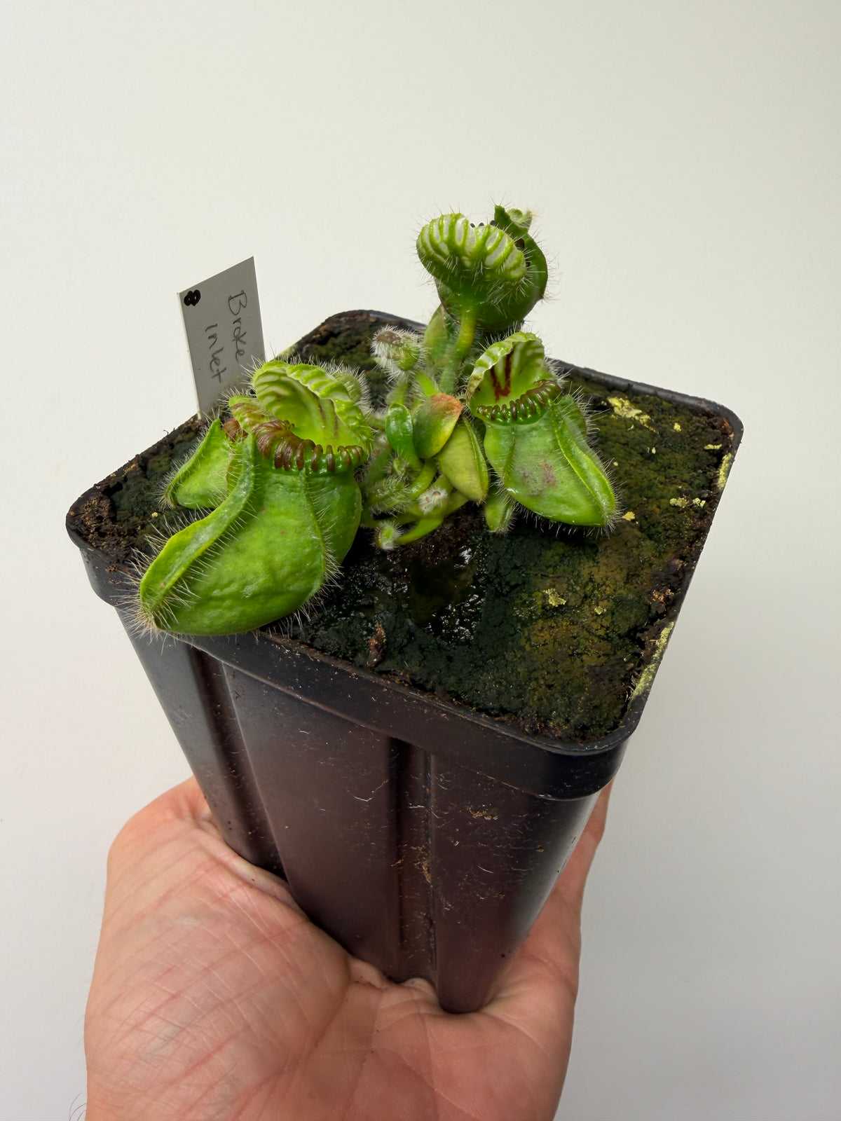 Cephalotus follicularis “Broke Inlet” #8