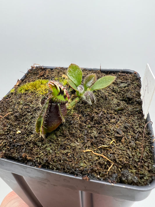 Cephalotus follicularis “Purple/Black” - Eric Smooth