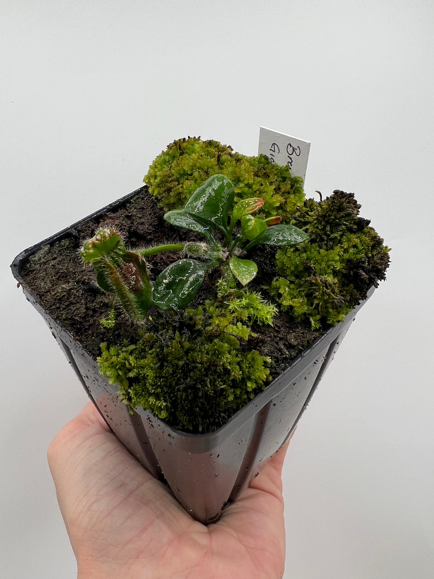 Cephalotus follicularis “Brewers Giant”