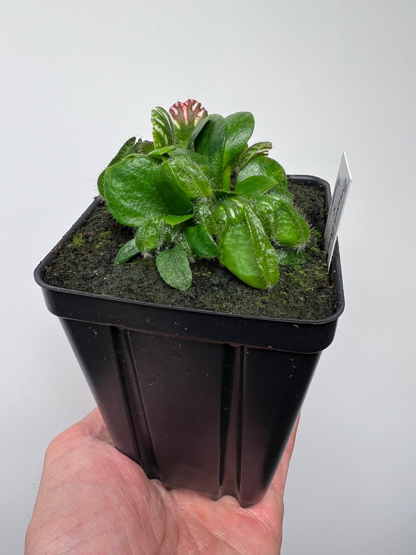 Cephalotus follicularis “Brewers Beauty” x “Brewers”