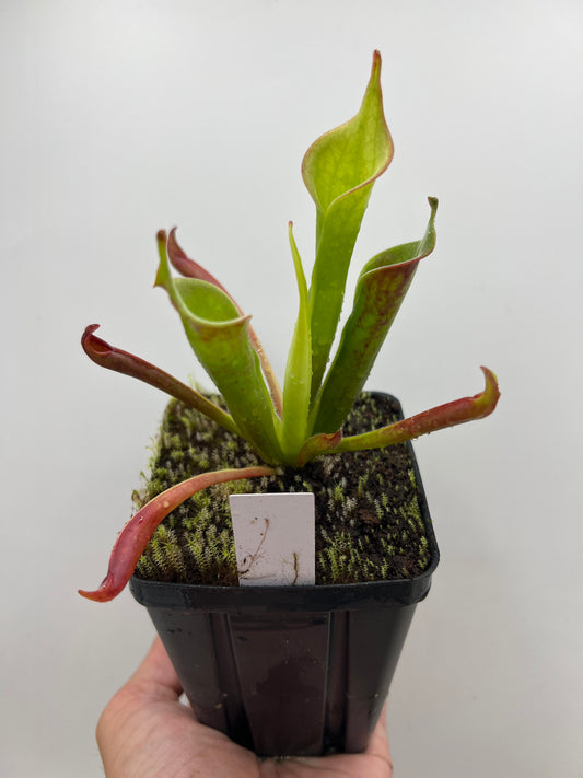 Heliamphora tatei (Cerro Duida)