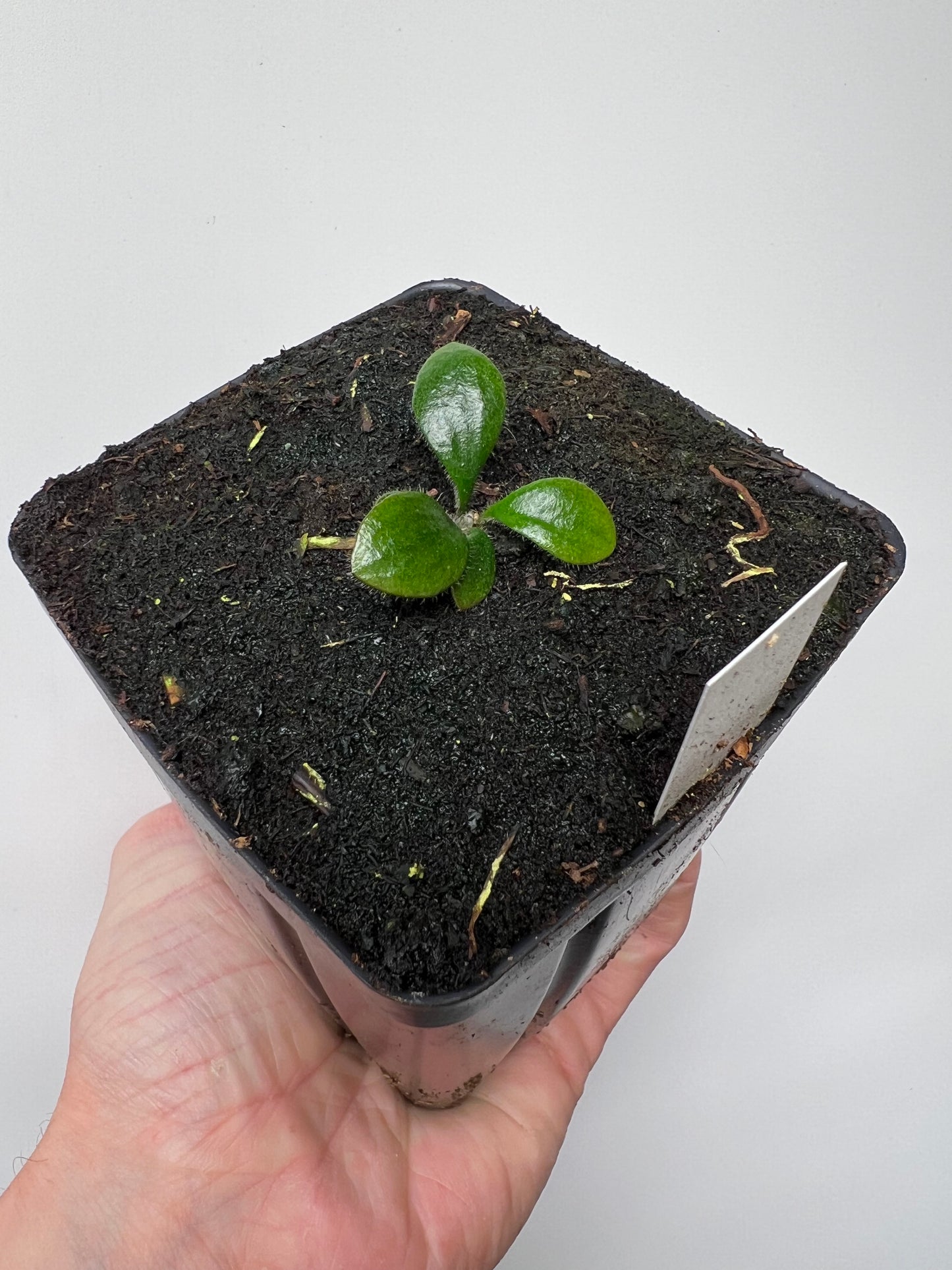 Cephalotus follicularis “David Švarc Black” - *Rare*
