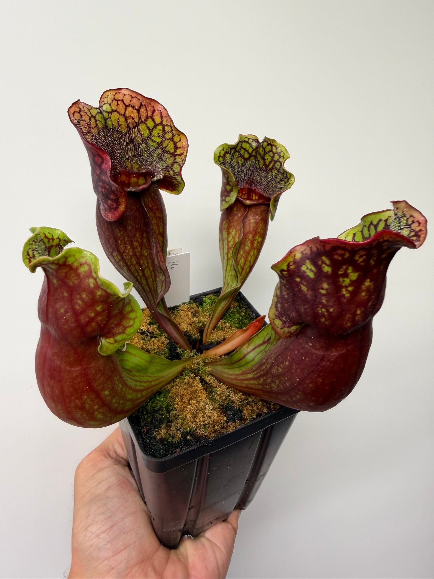 Sarracenia purpurea ssp. purpurea (Pike County, PA) - Seed Grown #16