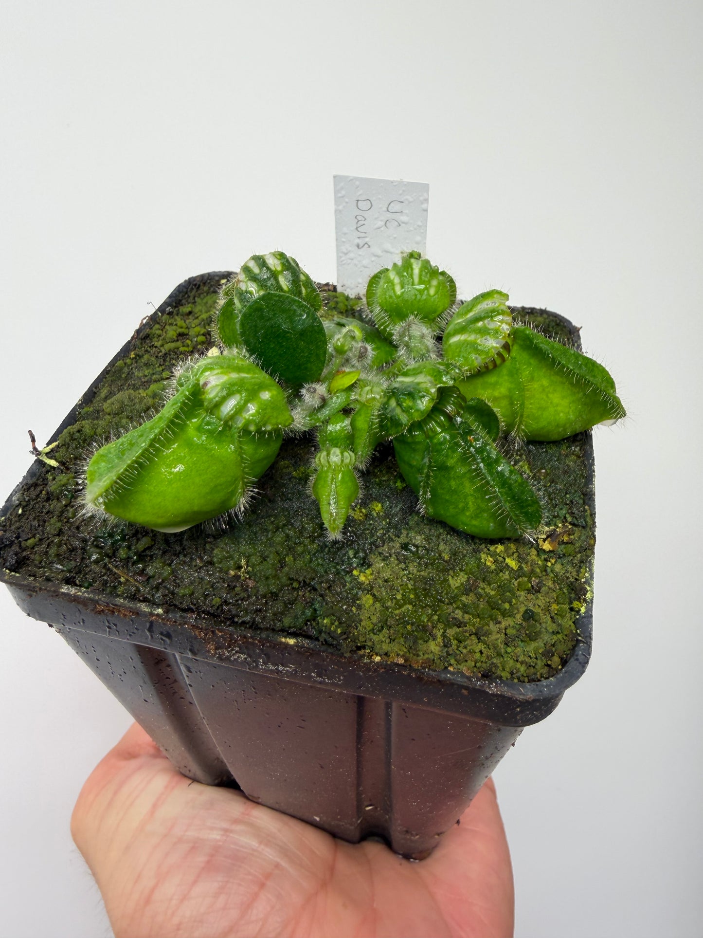 Cephalotus follicularis “UC Davis”