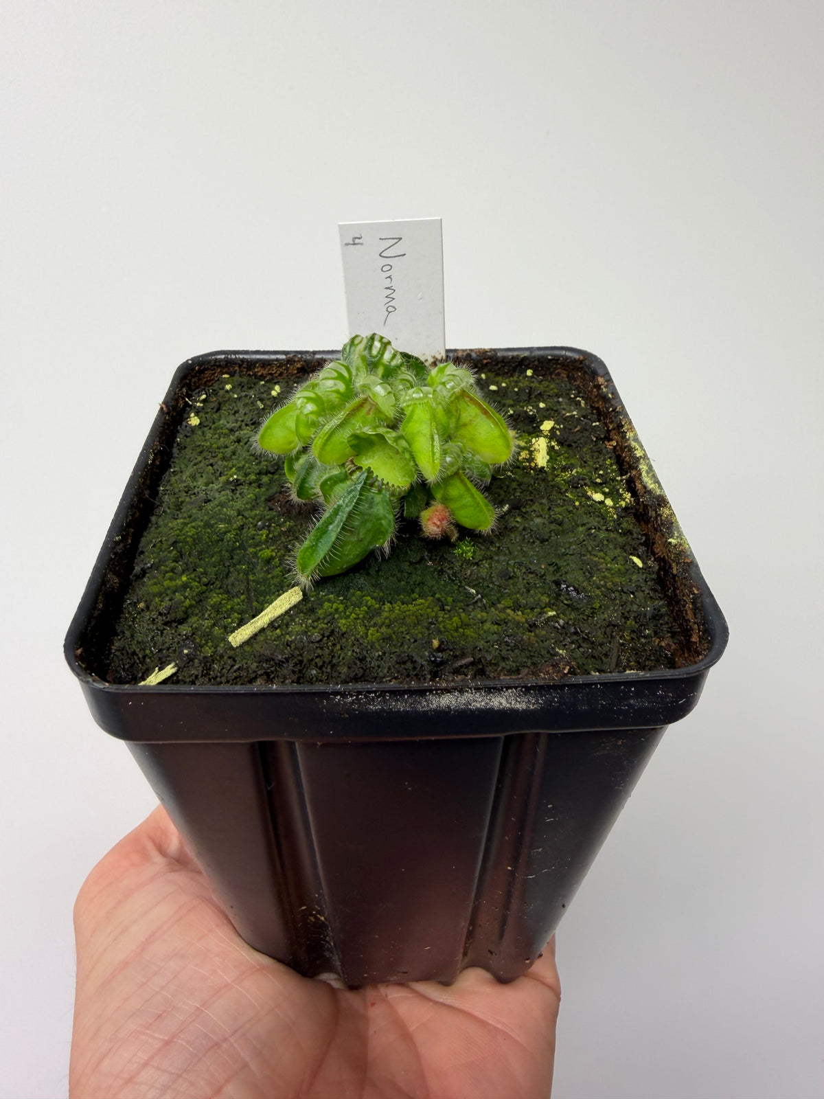 Cephalotus follicularis “Norma” #4