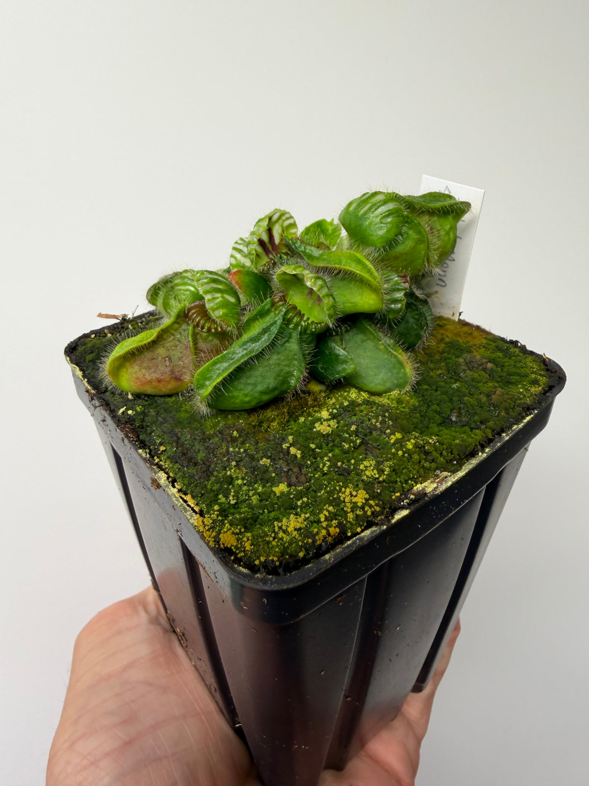 Cephalotus follicularis “Phil Mann” x “Hummers Giant” #4