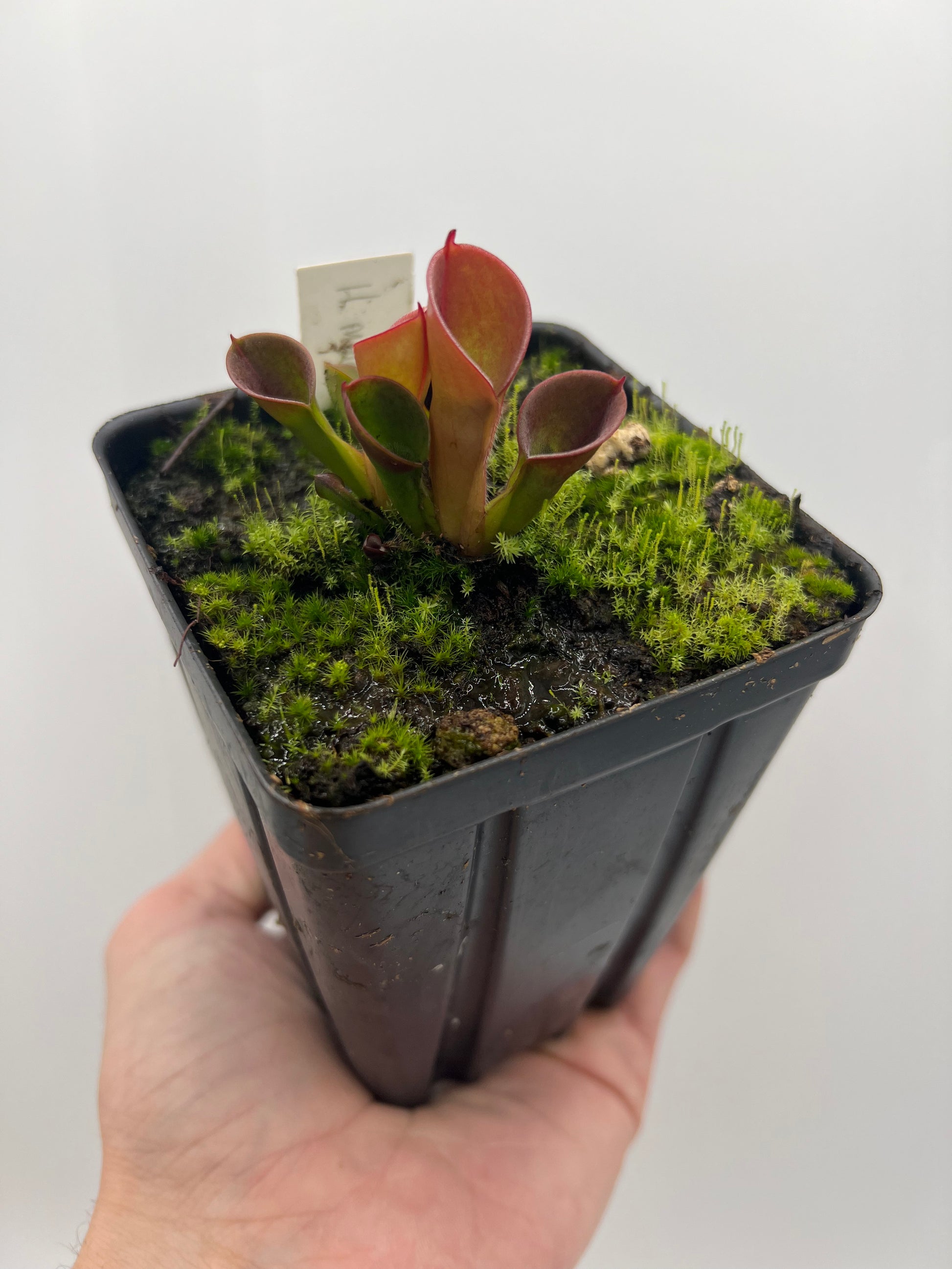 H. minor 