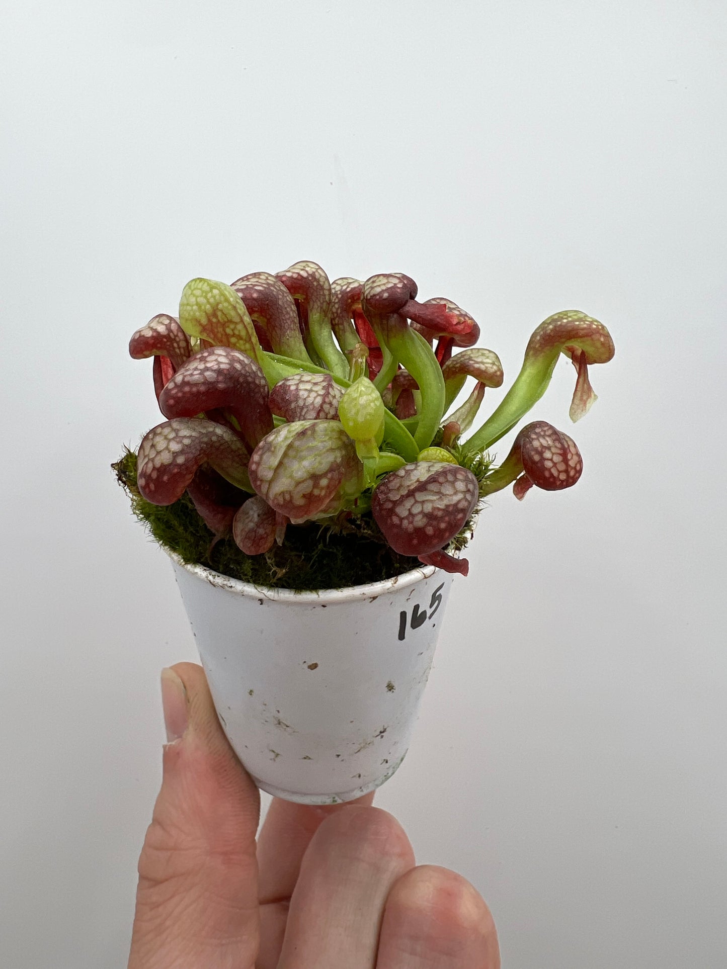 Darlingtonia californica (Cobra Pitcher Plant) - Seed Grown #165