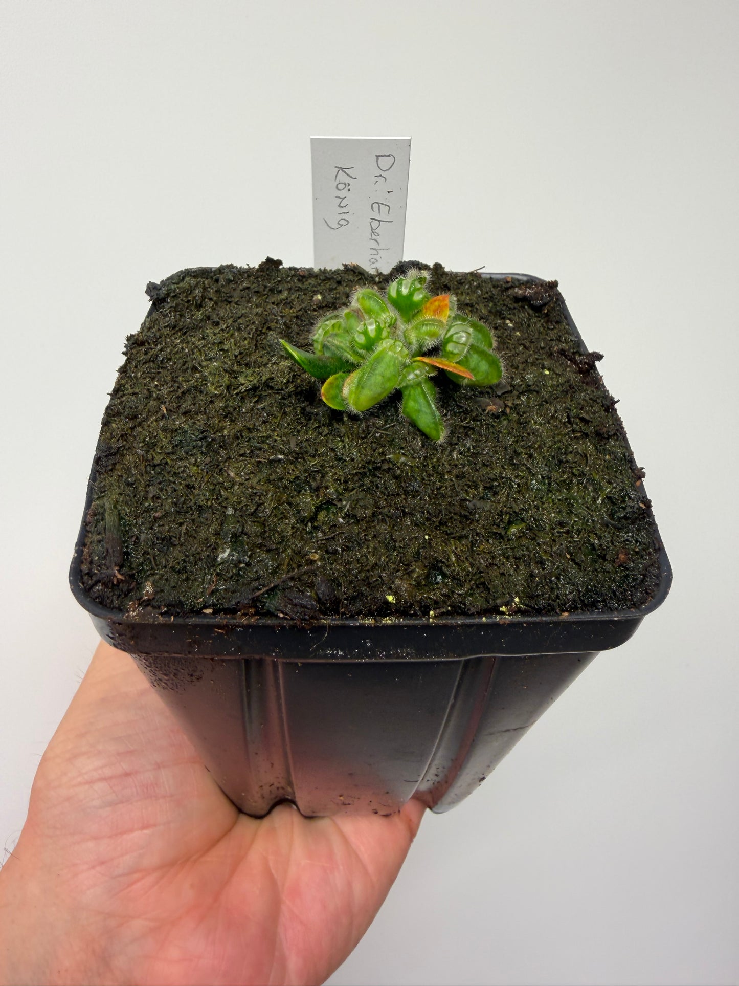 Cephalotus follicularis “Dr. Eberhard König”