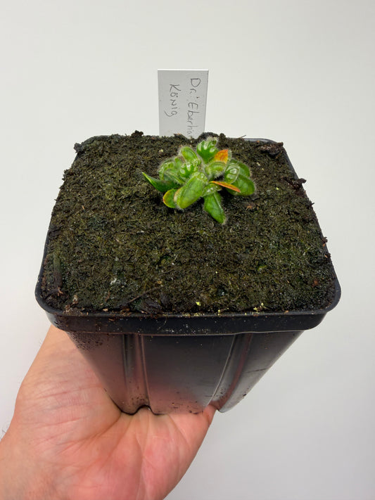 Cephalotus follicularis “Dr. Eberhard König”
