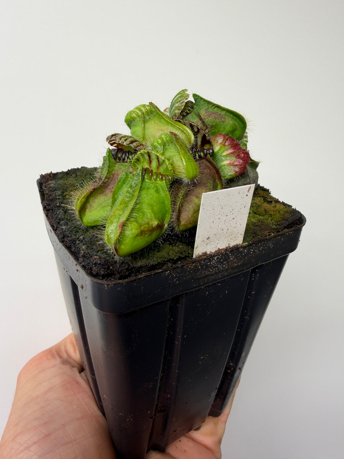 Cephalotus follicularis “Broke Inlet” #7