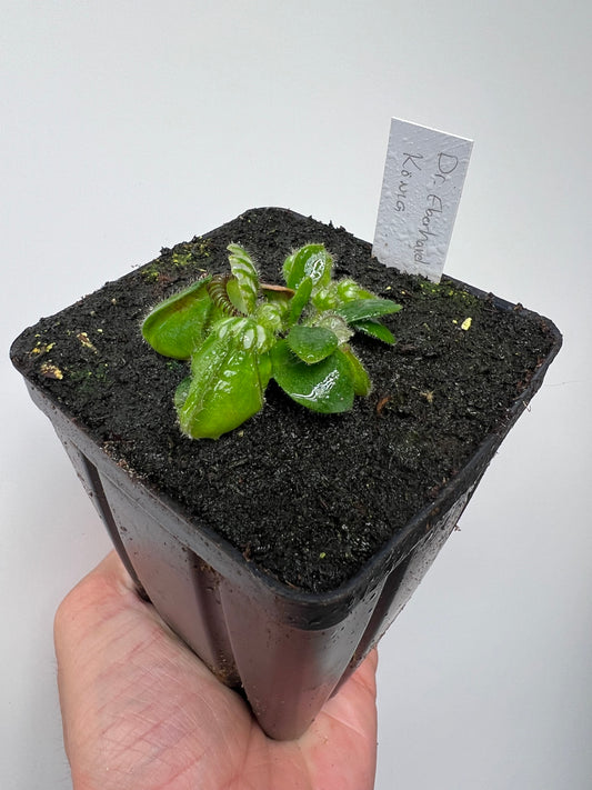 Cephalotus follicularis “Dr. Eberhard König”