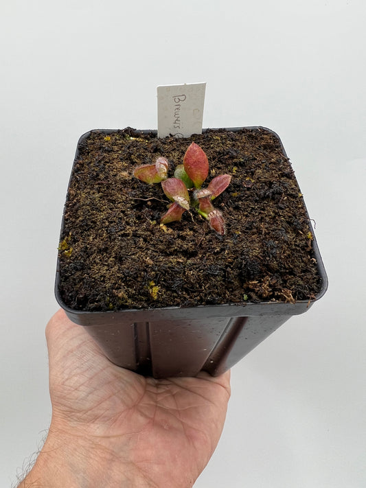 Cephalotus follicularis “Brewers Giant”