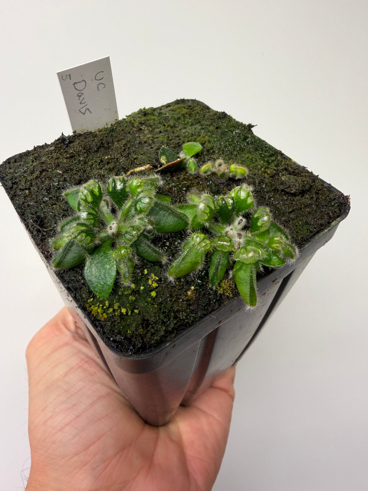 Cephalotus follicularis “UC Davis” #5