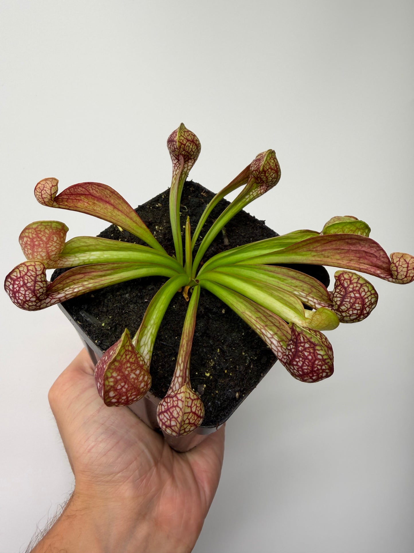 Sarracenia psittacina - “Turkey Hen Creek” - Seed Grown (5)