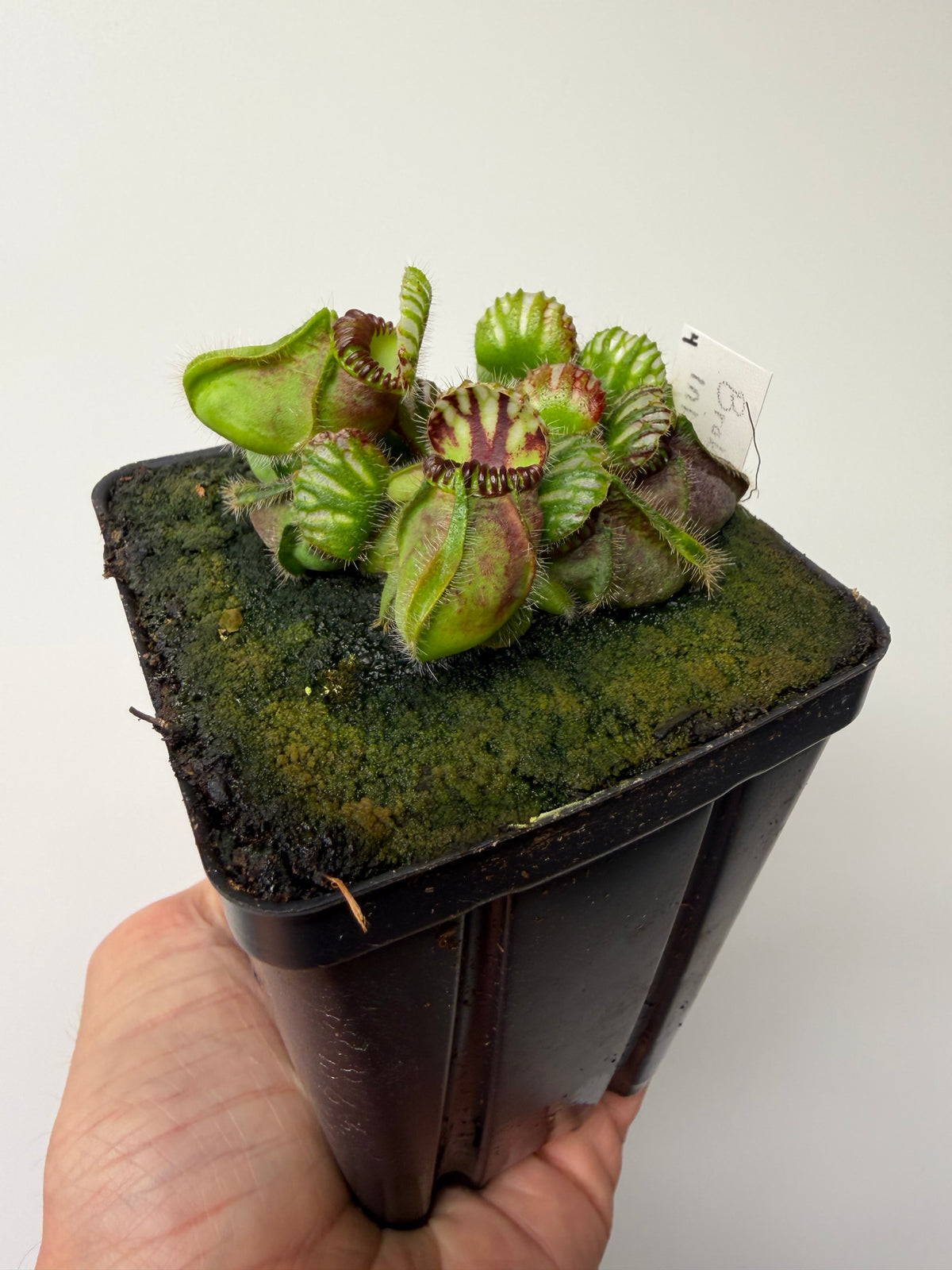Cephalotus follicularis “Broke Inlet” #4
